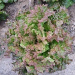 減農薬野菜、果物、お花、こだわりのうつわのお店　- 花うつわ大地（花咲農園） -