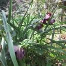 遅咲きのクリスマスローズ