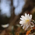 みちくさんぽ♬（人生道草散歩）