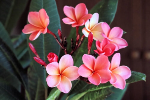 開花の感動は努力のあとに Alex S Garden Party