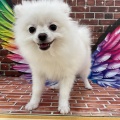 仔犬紹介