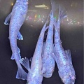 メダカ•金魚入舎情報‼️