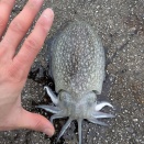 釣り
