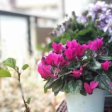 �ء�ī�Τ������˾�����ã�������Ѥ߾夲��Ȥ����Τϡ������θ���������ɬ�פ����Ǥ��ʤȻפ��ޤ����٤β���