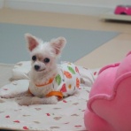元保護犬 マルチーズとトイプードルの記録♪
