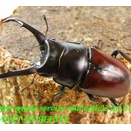 〇生体20％オフクーポン＼(^o^)／