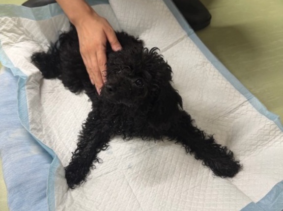 てんかんの子犬が発作を起こしています。