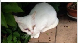 蓮舫に飼い猫虐待の疑い → 『猫に日本名をつけて苛めている』説が浮上してネット民震撼