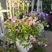 ＊スーパートレニアカタリーナが綺麗！一年通しておすすめしたい花です