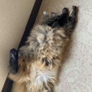 2階へ母を連れて行くマロちゃん