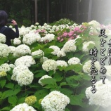 『あじさい池「みちのくあじさい園」2025』の画像