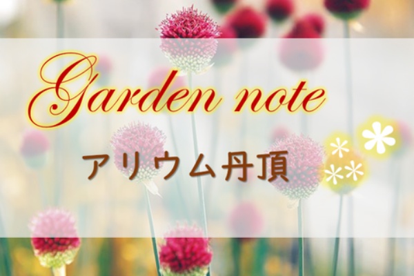 Crown Vetch 球根