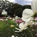 先月のコスモスとバラと事件