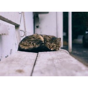 「何もしてあげられなかった」と後悔するあなたへ｜ミケとお婆ちゃんの物語②