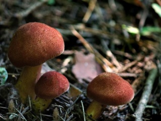 【閲覧注意】マジックマッシュルーム茶、静脈内注射した男性の末路…ガチでエグすぎて引くレベル････！