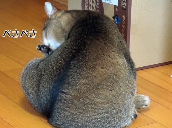 親近感が湧く春乃腹