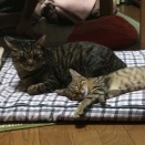仔猫の兄妹でも似るものです。