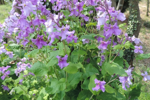 父の植物誌 オから始まる植物