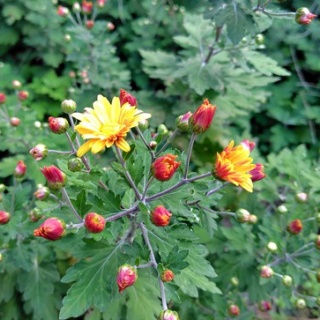 京都❤山里に暮らす