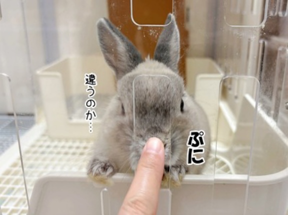 うさぎのルリ(11/27追記)