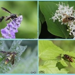 ちょっとだけ不思議な昆虫の世界（３）