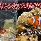 逆ドナ第四弾！おまえじゃないやつ、たくさん確保！のまき2027/7/27