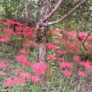 記念日・お墓参り・花之江の里