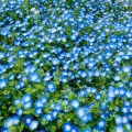 4月9日（木）の花🌸三昧•1…鶴見緑地
