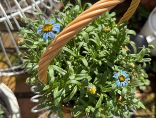 ＊春先に咲く青い花『キングフィッシャーデージー』『フィレオフィラ』『パルマスミレ』