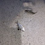 ナベさんの投げ釣り