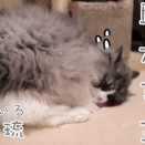お誕生日。