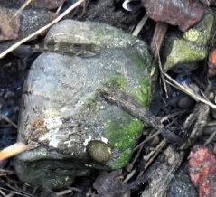 漁港の水路で見た回遊生物３態