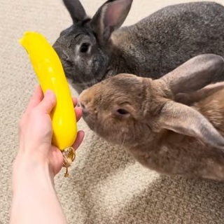 うのくらし