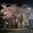 花見からのドクターイエロー　(*ΦωΦ*)にゃー