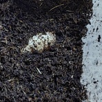 まるめのブログ