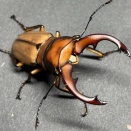 アラガールホソアカクワガタ　飼育記