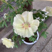 �������θ����衡���������߲�ð