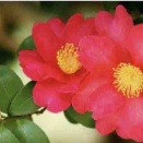 今年も無事でした