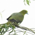 2026年6月7日の野鳥公園