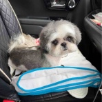 ふー と 菜種 の夢日記