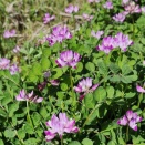 国産LLMという夏祭り