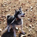 とんちの日のアラビアータとキノコスープ