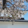 桑名の桜