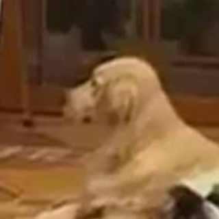 猫の動画 ねこわん！