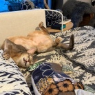 癒しの大魔王さま