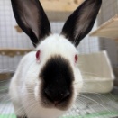 甘えん坊のヒマちゃんたち