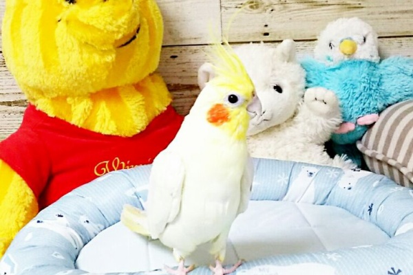 Pbfdそらちゃんと あむしろインコ日記 オカメインコ