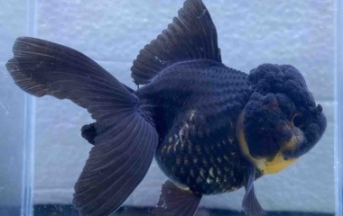 『金魚•メダカ入舎情報‼️』の画像