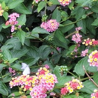 open_heart_shinkoのblog