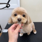 ペットショップワンラブ ホームセンターバロー正木店のスタッフブログ